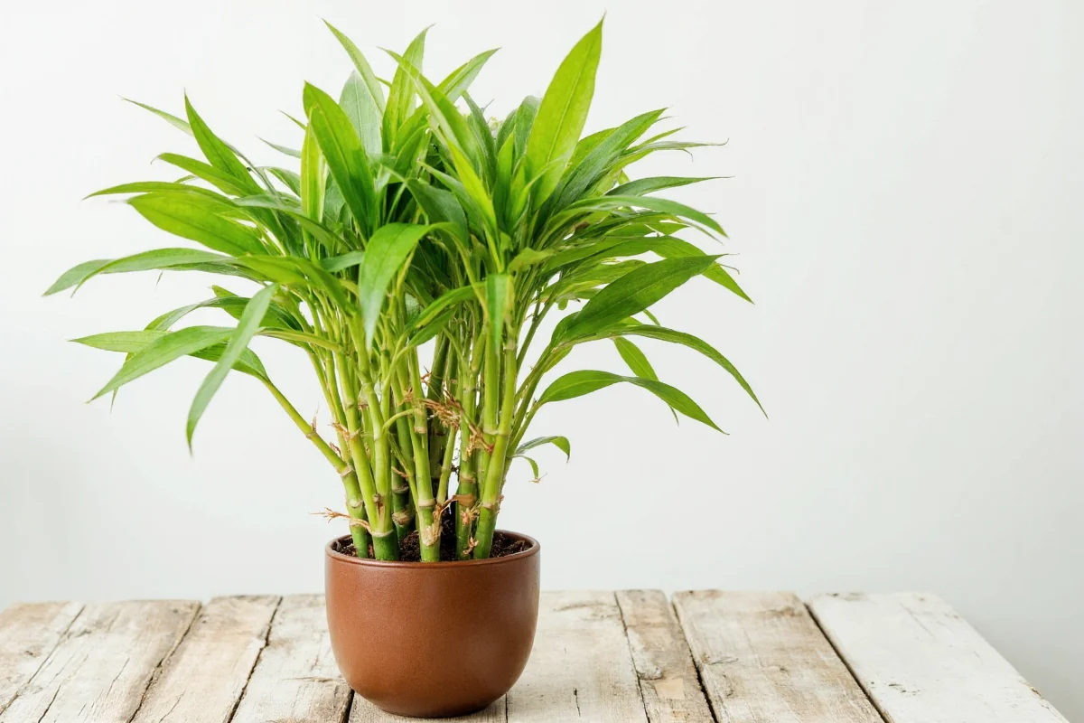 What Is Lucky Bamboo? Care, Meaning & Facts