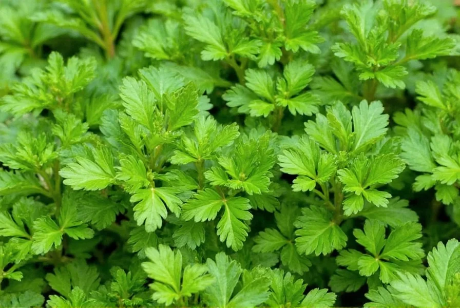Fresh parsley stored in water in a glass