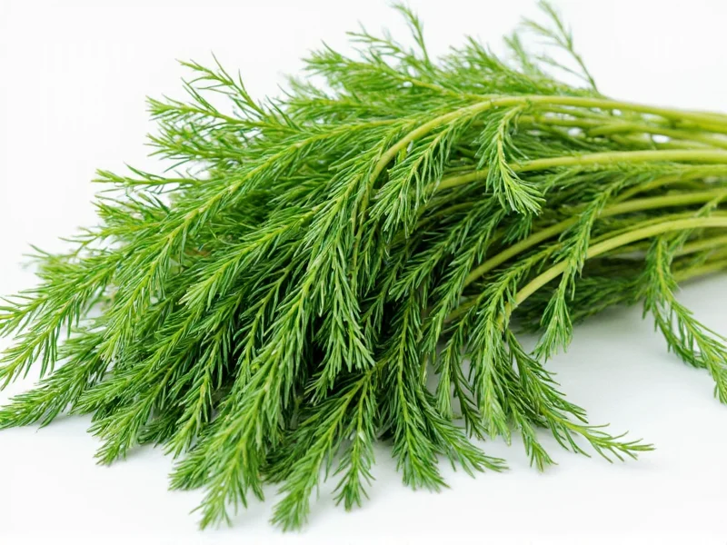 Herbs That Look Like Dill: Safe Identification Guide
