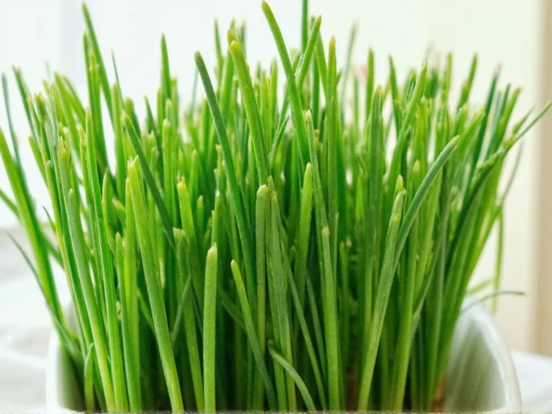 What Are Fresh Chives? Complete Culinary Guide