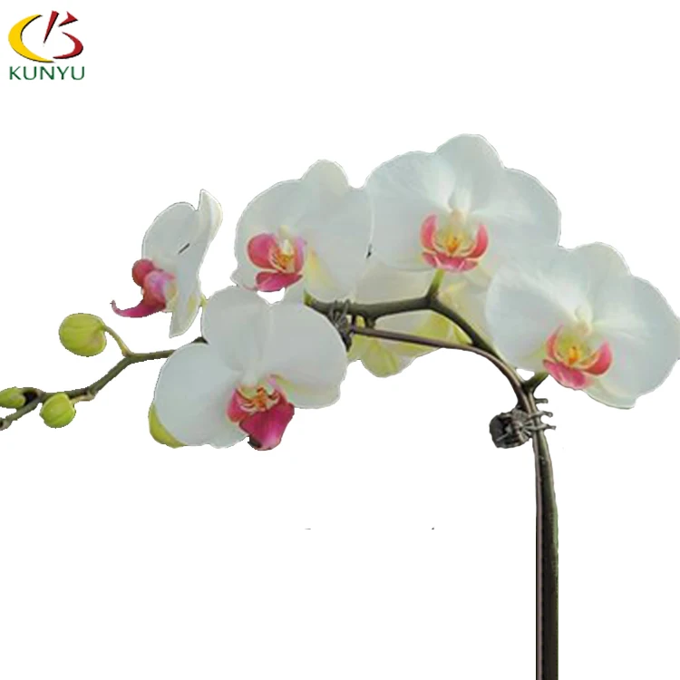 
Hot sale moth orchid Seedlings Taiwan orchid pot dendrobiums for sale 
