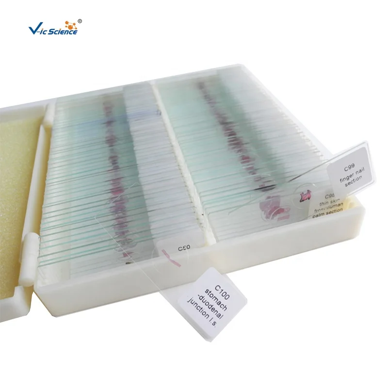
Histology Vascular Injection Contrast Prepared Slides of Liver and Lung  (62516515543)