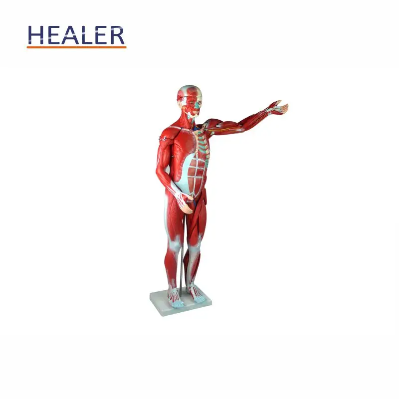 Anatomical Human Body Muscle Dissection Model - Healermed