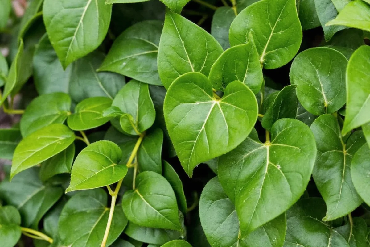 how to care for ivy plant