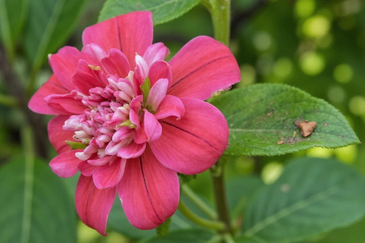 Mastering Plant Care in 2025: Tips for Thriving Gardens