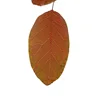Evergreen trees Cotinus coggygria