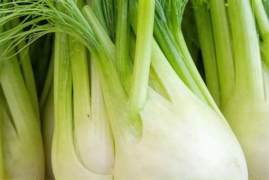Close-up view of fresh fennel bulb with feathery fronds, showing the layered structure and vibrant green color