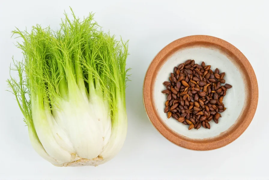 Side-by-side comparison of fresh fennel bulb with feathery fronds and anise seeds in a small bowl showing visual differences between the two plants