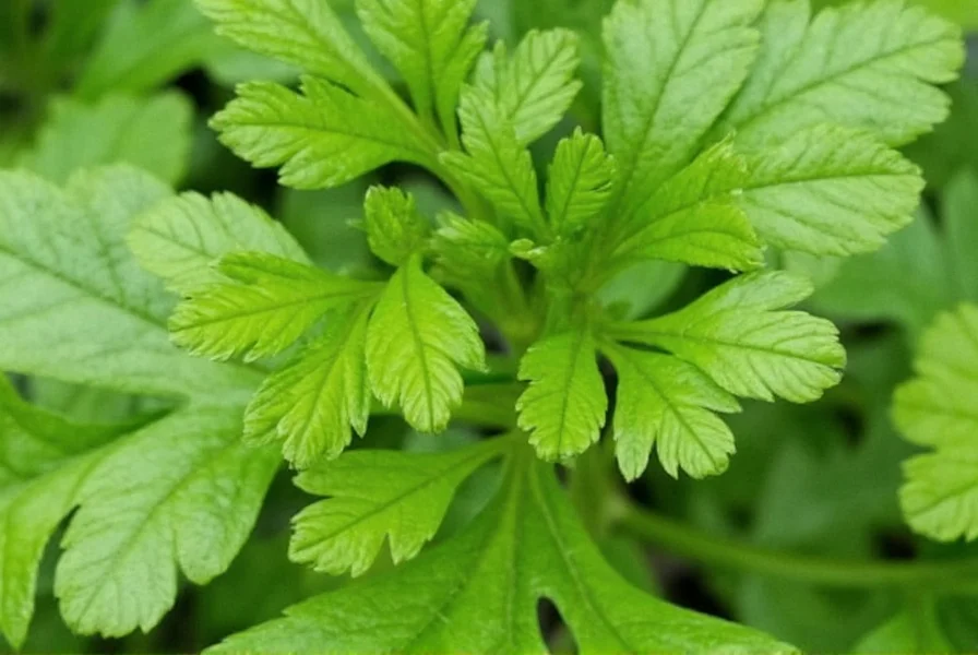 Coriander Explained: Seeds, Leaves, and Culinary Uses