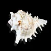 Sell Pure natural Crafts muries shell and different conch shell for Home Decor