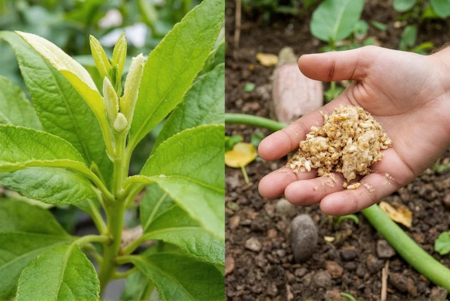 Healthy ginger rhizomes showing multiple eye buds ready for planting