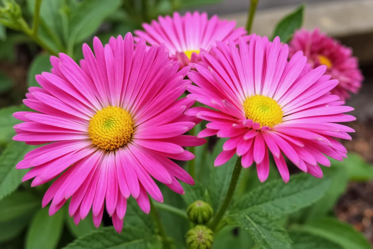how to care for chrysanthemum plants