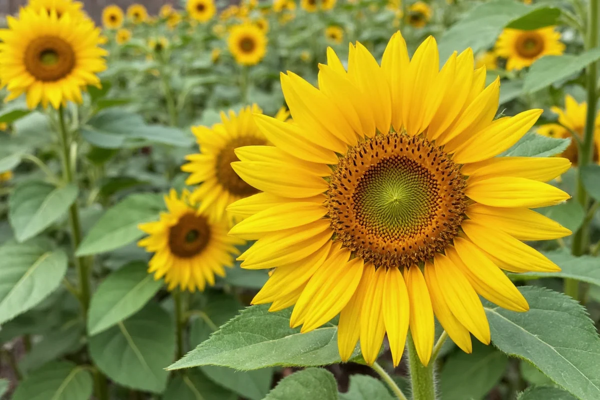 how to care for sunflower plants