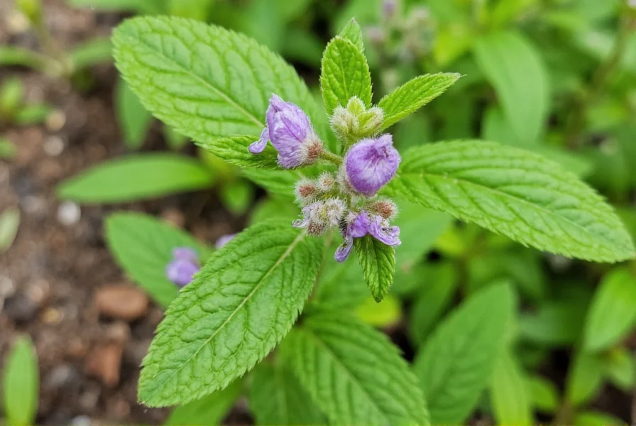 Close-up view of peppermint plant showing purple flowers and serrated leaves in garden setting