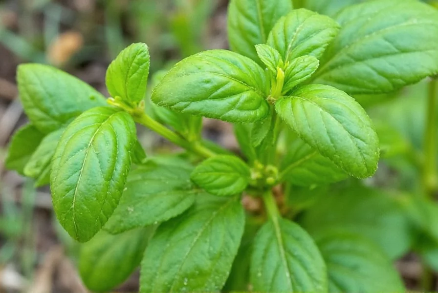 Close-up of cinnamon basil plant showing purple stems, burgundy-veined leaves, and magenta flowers in a garden setting