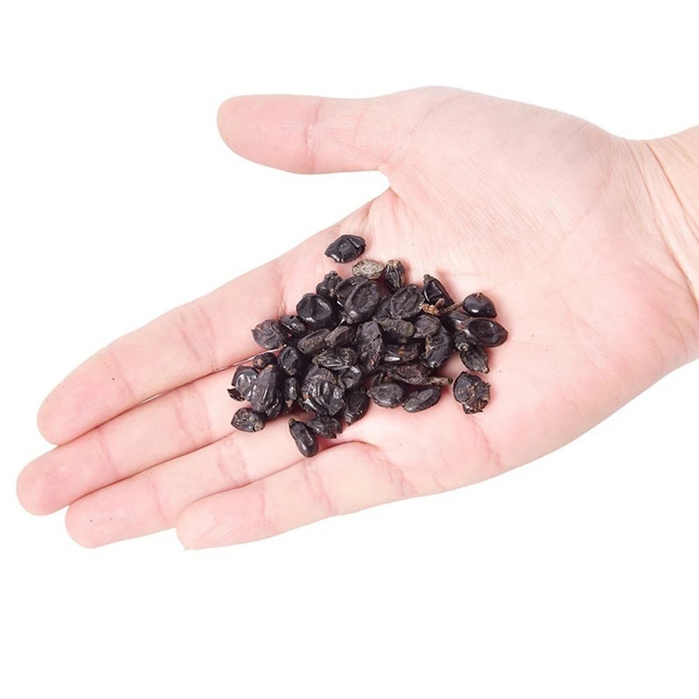 семена гортензии