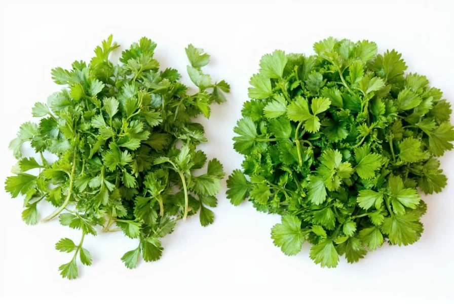 Cilantro vs Coriander: Same Plant, Different Parts Explained