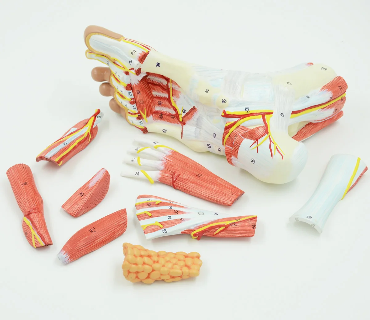 Foot Anatomy Model Regional Anatomy Of The Foot With Neurovascular ...