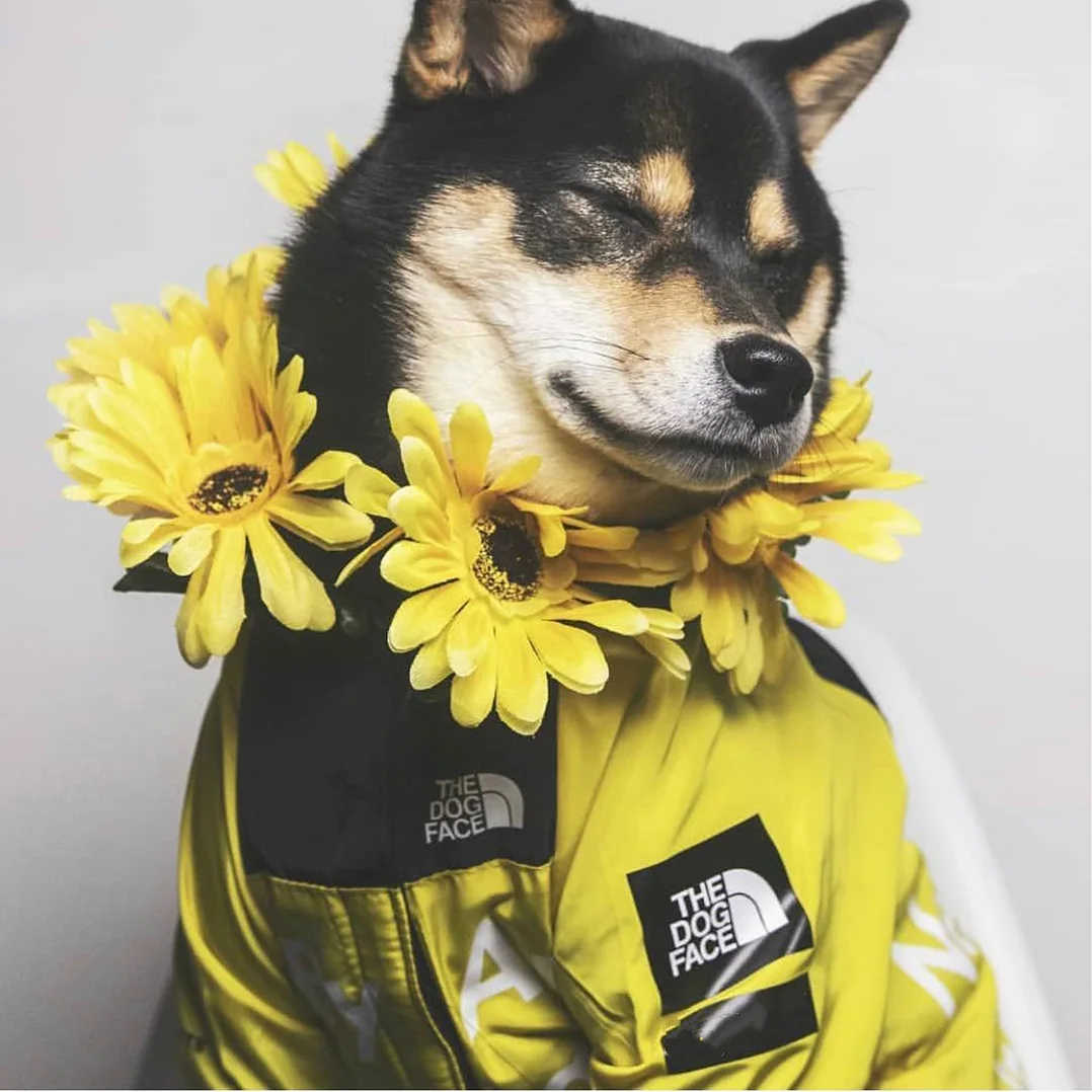 New Design Fashion Dog Pet Accessories The Dog Face Clothes Flower