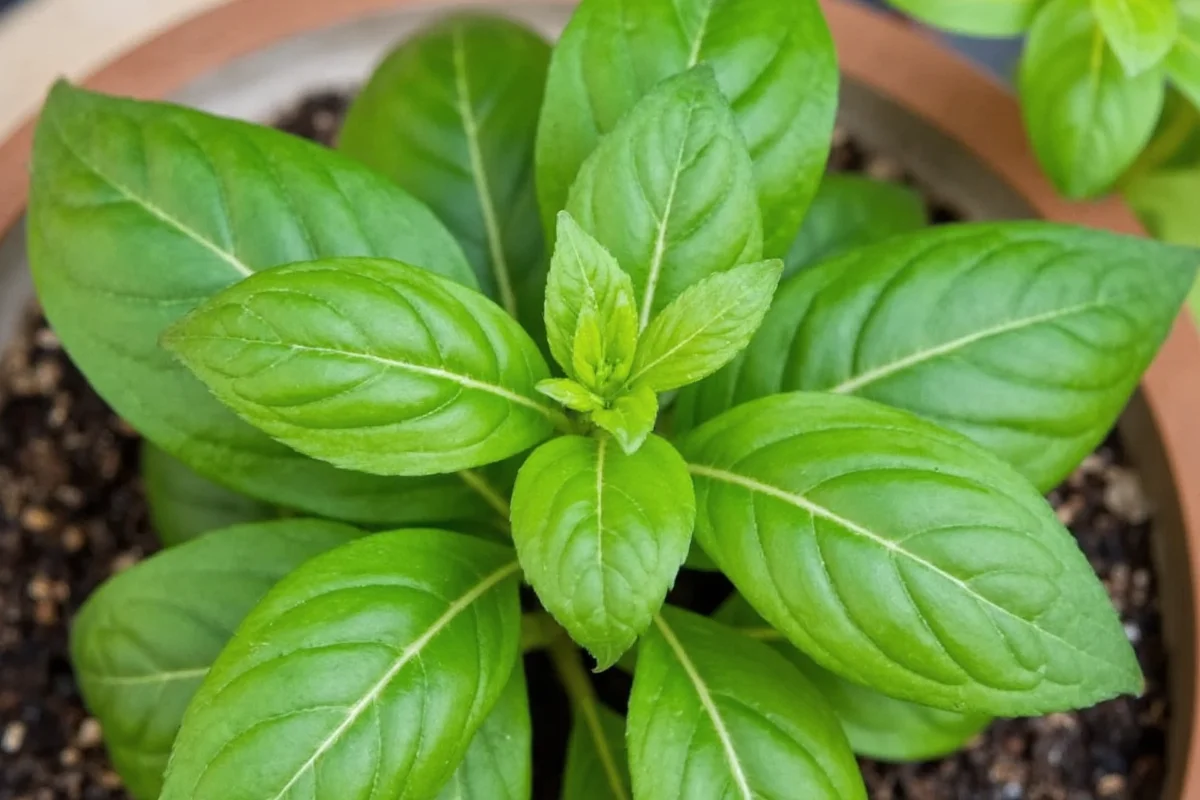how do i cut my basil plant