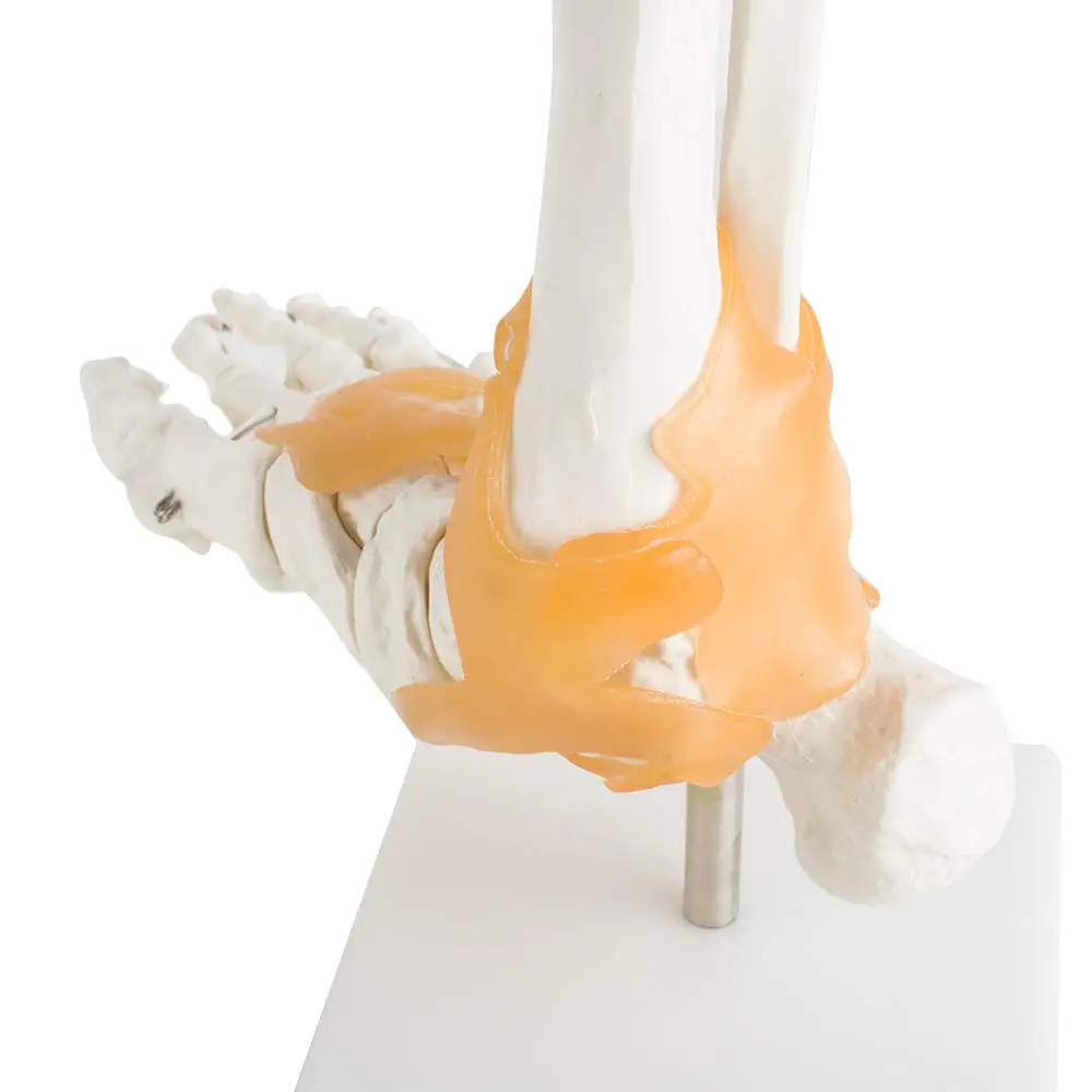 Human Foot Ankle Joint Model With Ligament Foot Skeleton Model With 