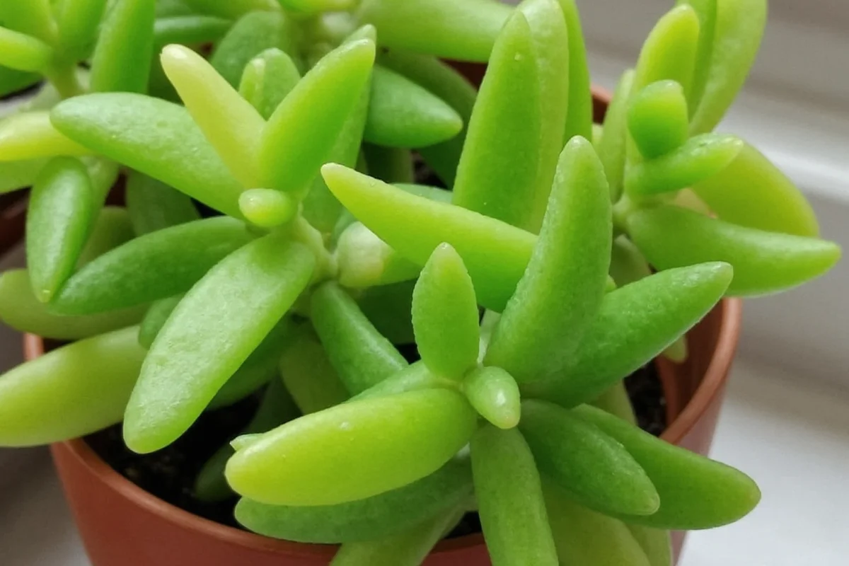 how much sun do jade plants need