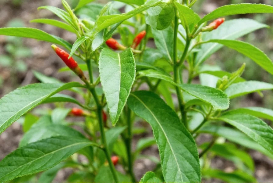 Dried chili tepin peppers arranged neatly on a tray