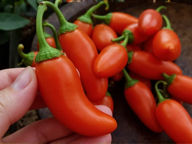 Serrano vs Jalapeño: Heat Comparison Facts