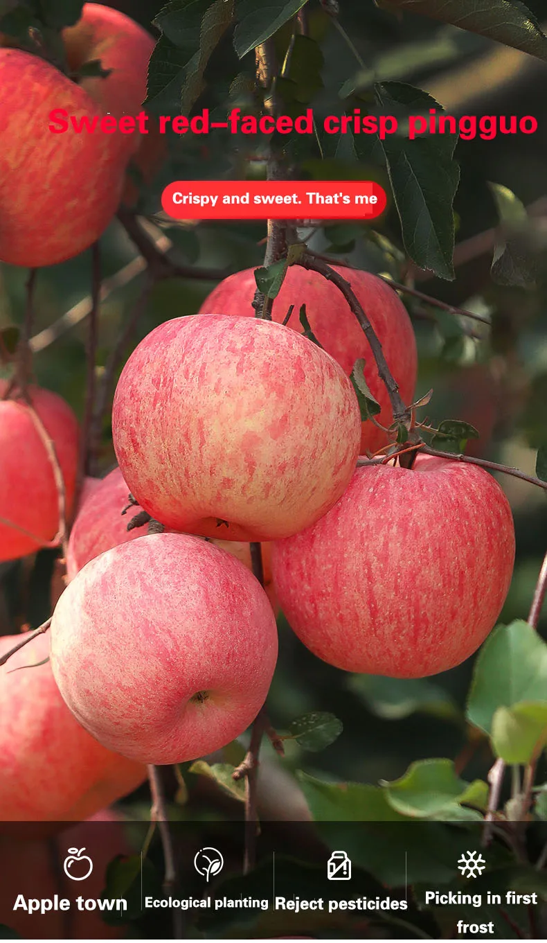 wholesale golden apple 2020 chinese mature fresh red fuji apple 