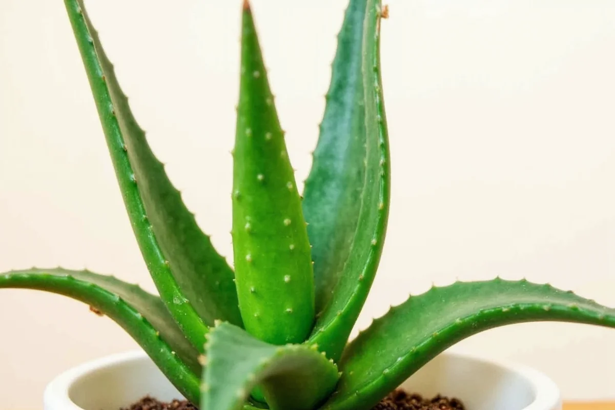 how much water does an aloe vera plant need