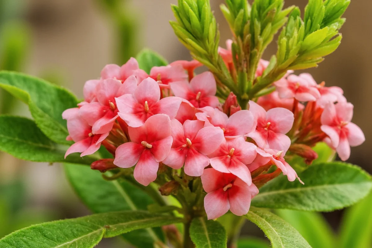 how to take care of a kalanchoe plant