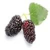 Mulberry Leaf Extract Natural Plant Mulberry Leaf Extract Powder