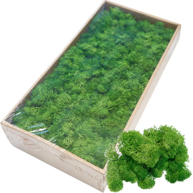 

O-X006 factory wholesale preserved dried sphagnum moss Real Natural Stabilized Reindeer Preserved Moss