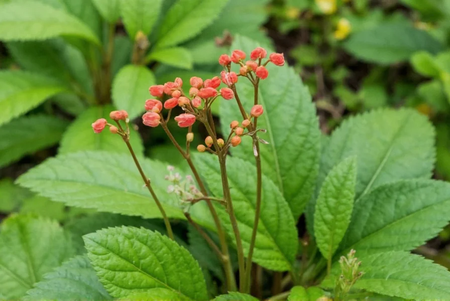 Close-up view of wild ginger (Asarum canadense) showing heart-shaped leaves and maroon flower growing in woodland setting