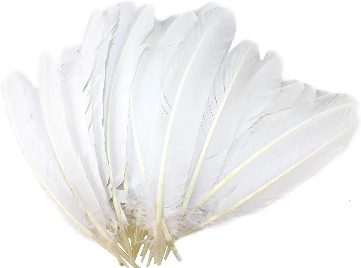 10 Pcs white color Turkey quill feathers 