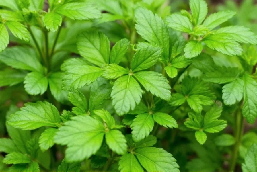 Comparison table of parsley vs cilantro