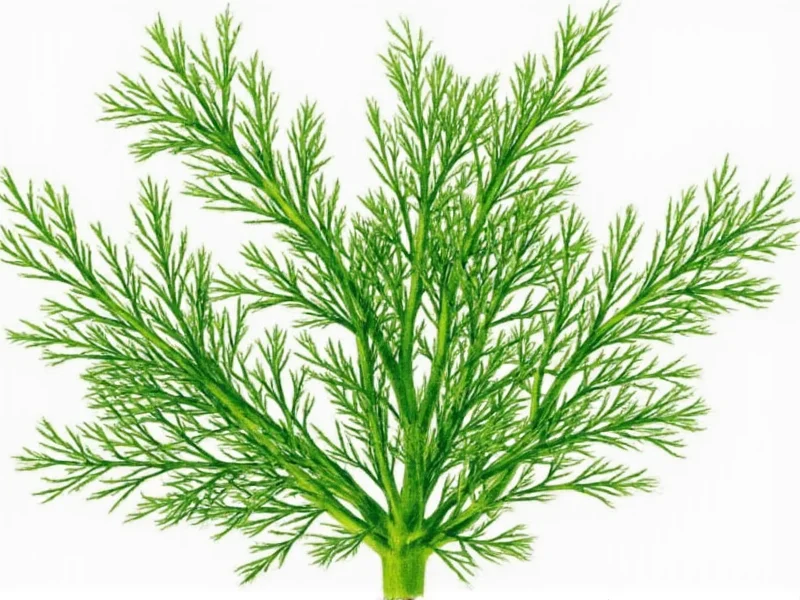 Dill Plant Appearance: Visual Identification Guide