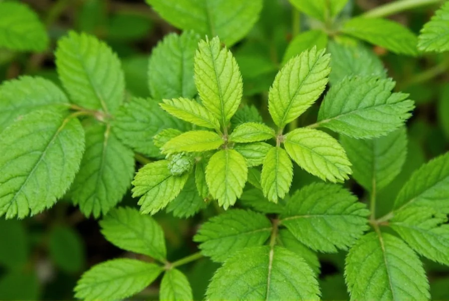 chervil flower