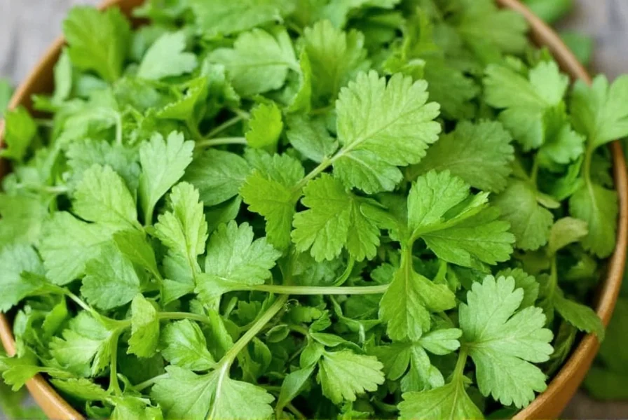 Fresh cilantro leaves on a white background showing the distinctive leaf structure