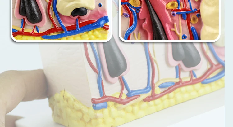 8  Dog Skin Model.jpg