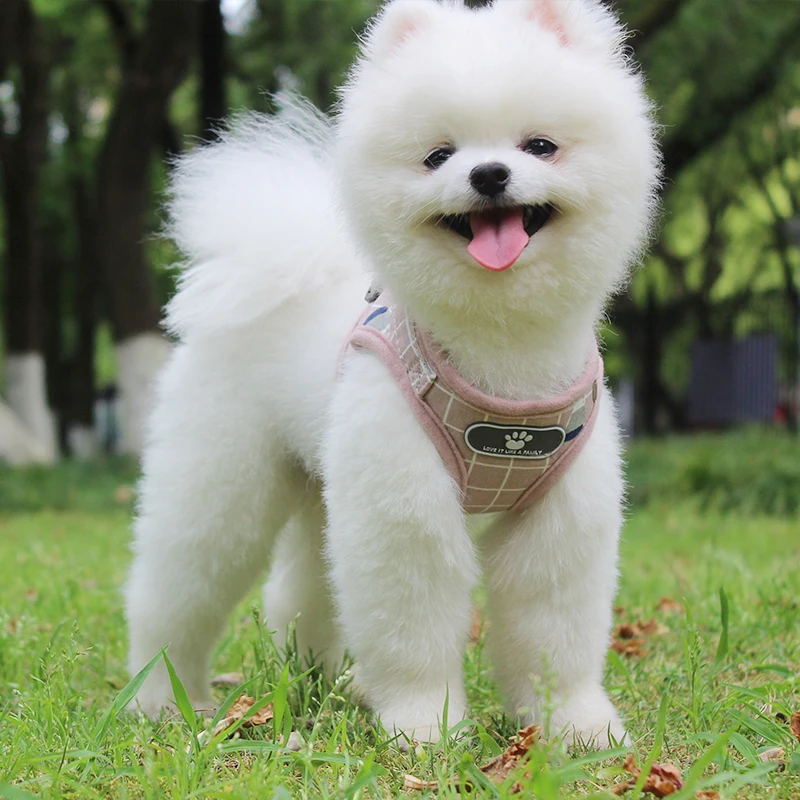 

Hot Products Pet Supplies Lovely Print Cotton Dog Walking Set