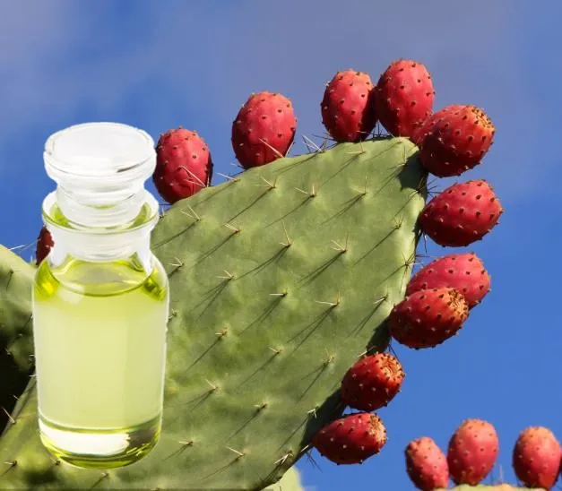 

Bulk Cosmetic Raw Material Pure And Natural Prickly Pear Seed Oil Carrier Base Oil Free Sample Fast Shipping