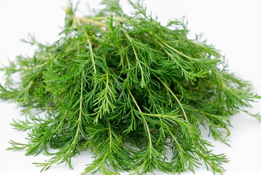 Dill fronds in a garden
