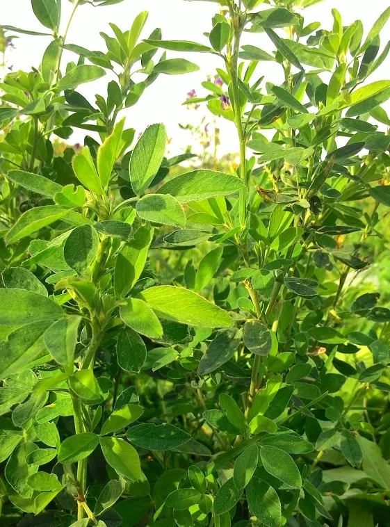 
Alfalfa hay in big bales for animal feeding 