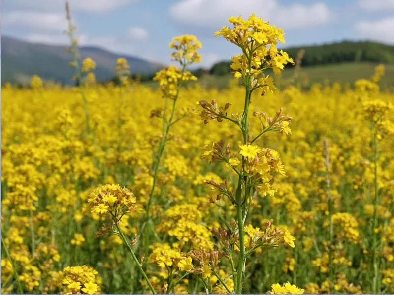 Golden Thyme St Paul: Community Coffee Shop Guide
