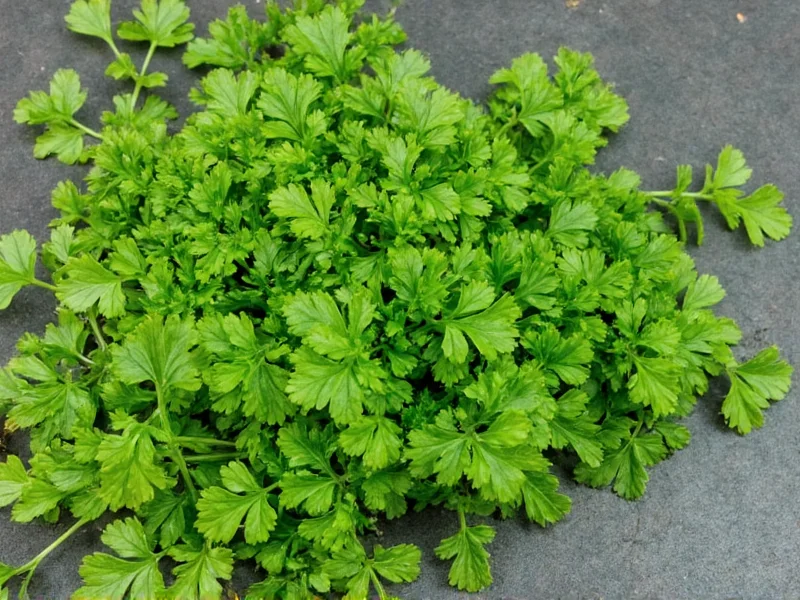 Parsley vs Coriander: Clear Differences Explained