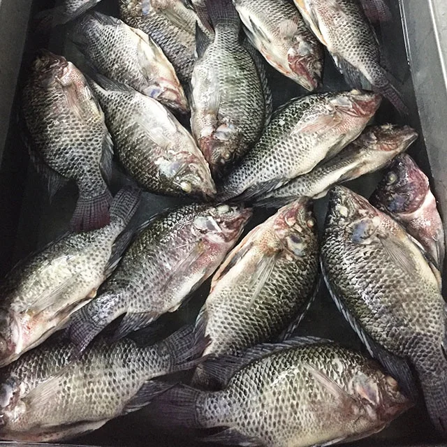 24 Months Shelf Life and Fish Product Type best fresh frozen tilapia (5).jpg