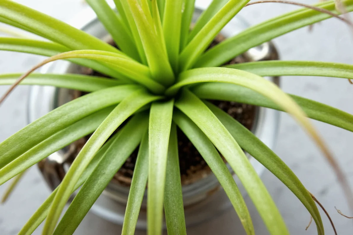 how much light does a spider plant need