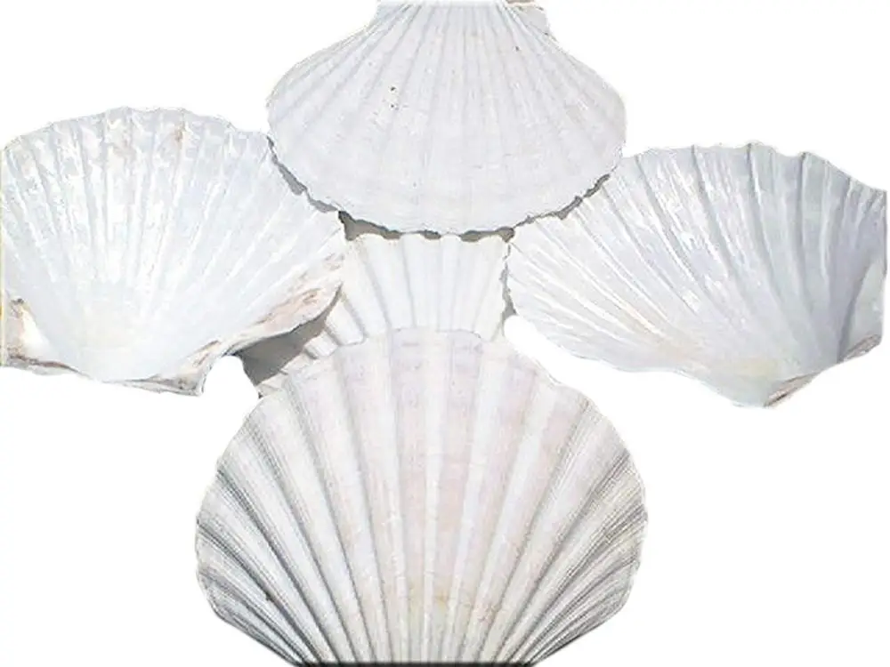 
Scallop Shells Bulk for food /DIY Seashell Crafts 