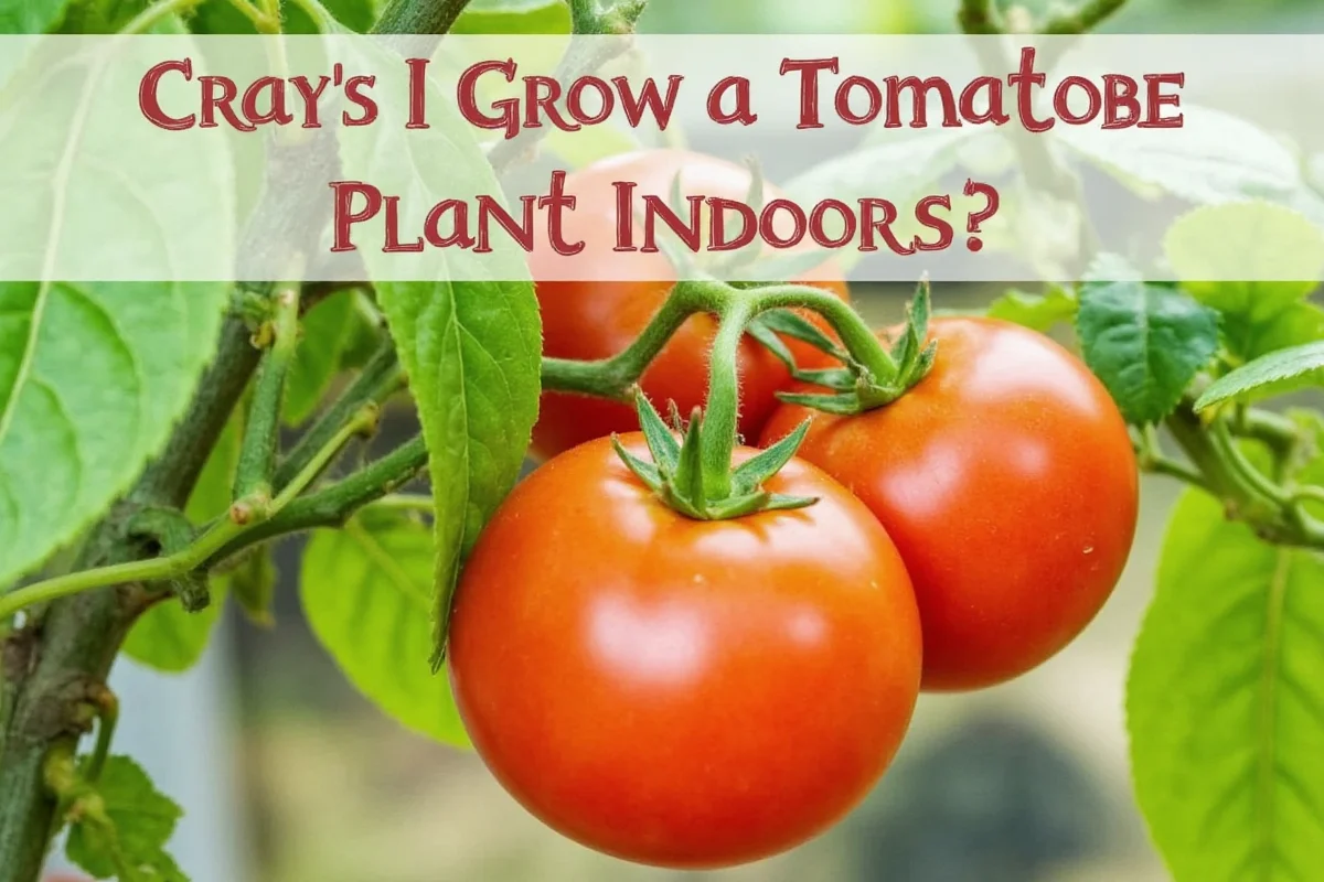 can i grow a tomato plant indoors